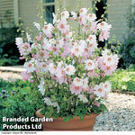 Lavatera Barnsley Baby Growing Kit