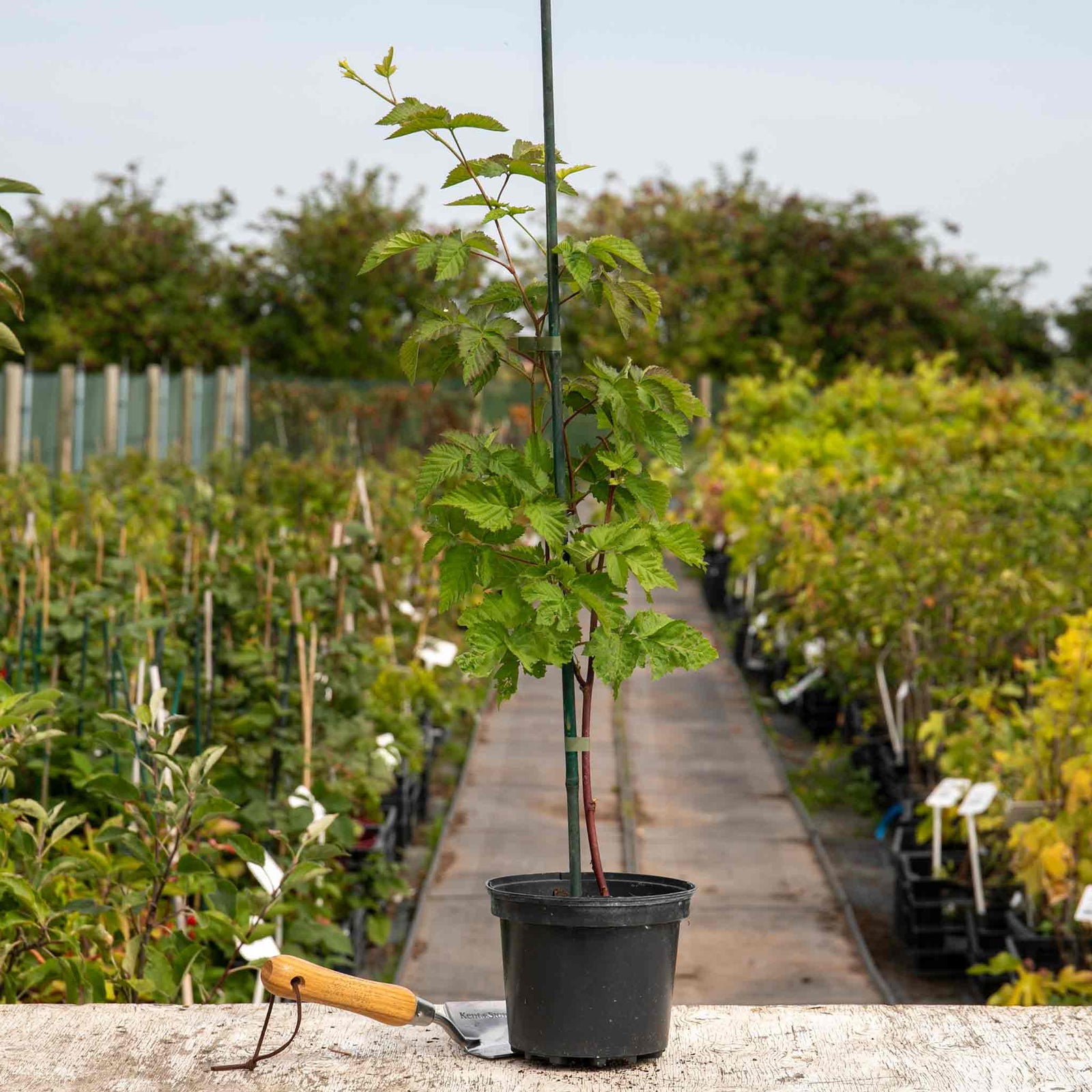 Boysenberry Plant — Drought-tolerant, Container-friendly | 1 x 2L | Purple