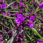 Tradescantia 'js Brainstorm' 2l Plant | Single | Purple