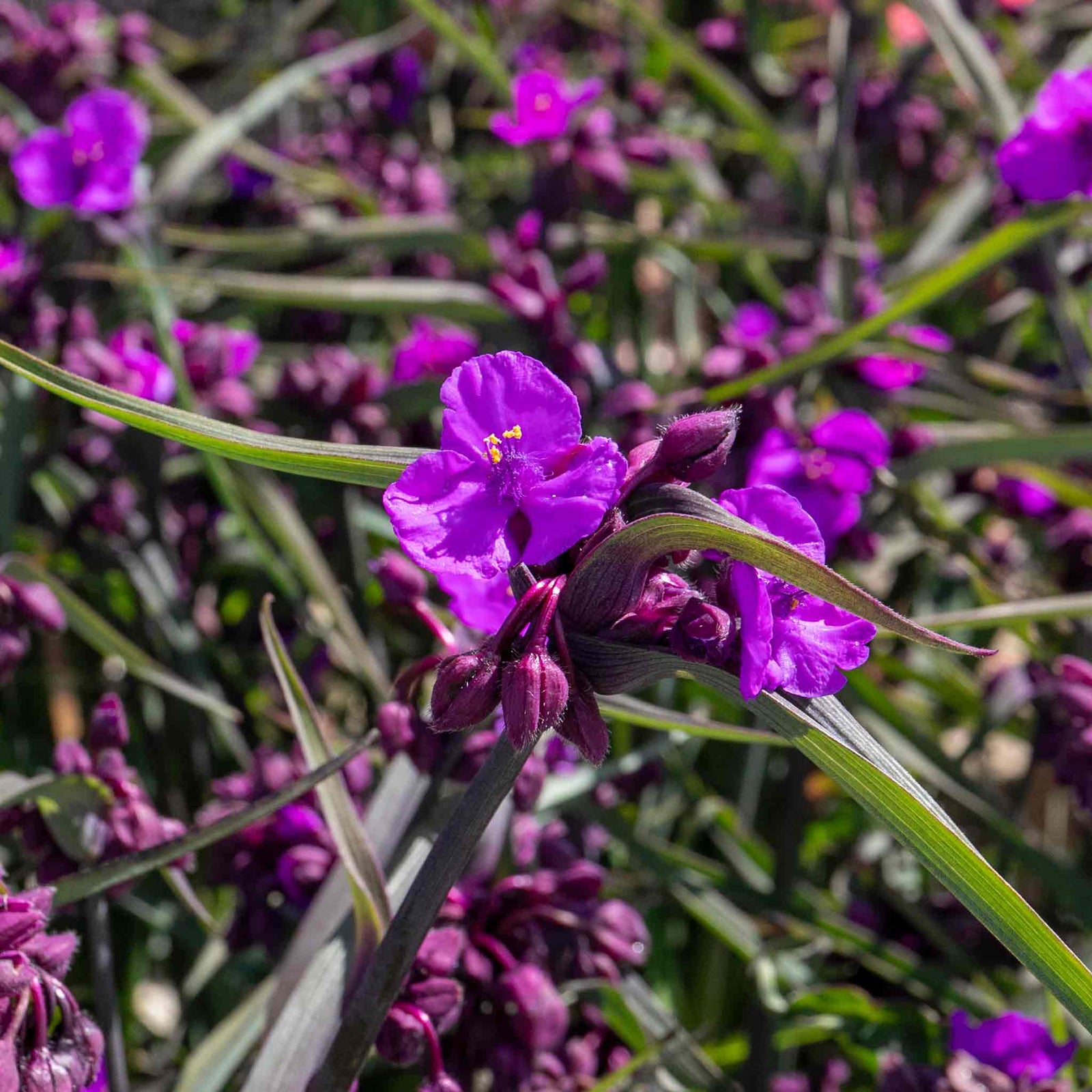 Tradescantia 'js Brainstorm' 2l Plant | Single | Purple
