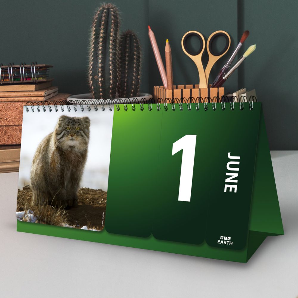 Perpetual Desk Calendar Official Product