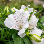 Alstroemeria 'inticancha White Magic' – Compact White & Burgundy Blooms Jumbo Plug Plants | Set of 3 | White