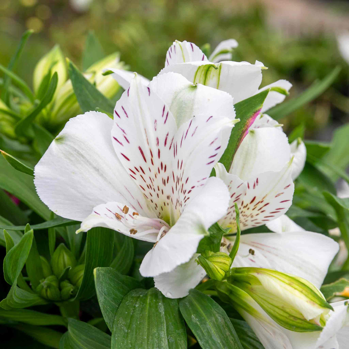 Alstroemeria 'inticancha White Magic' – Compact White & Burgundy Blooms Jumbo Plug Plants | Set of 6 | White