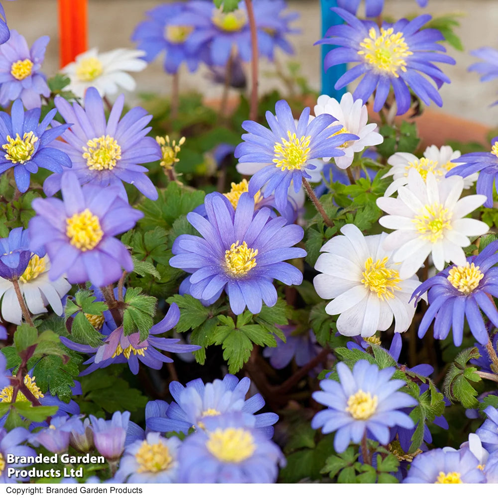 Summer Saver Bulb Mix Bulbs | 220 x Bulbs