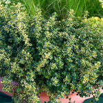 Lemon Variegated Thyme (thymus Citriodorus 'aureus') 1l Plant | Set of 1 | Green & White