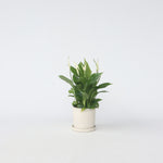 Peace Lilly - Spathiphyllum 'torelli' - Height 30-45cm - ⌀12cm | Set-of-1 | White