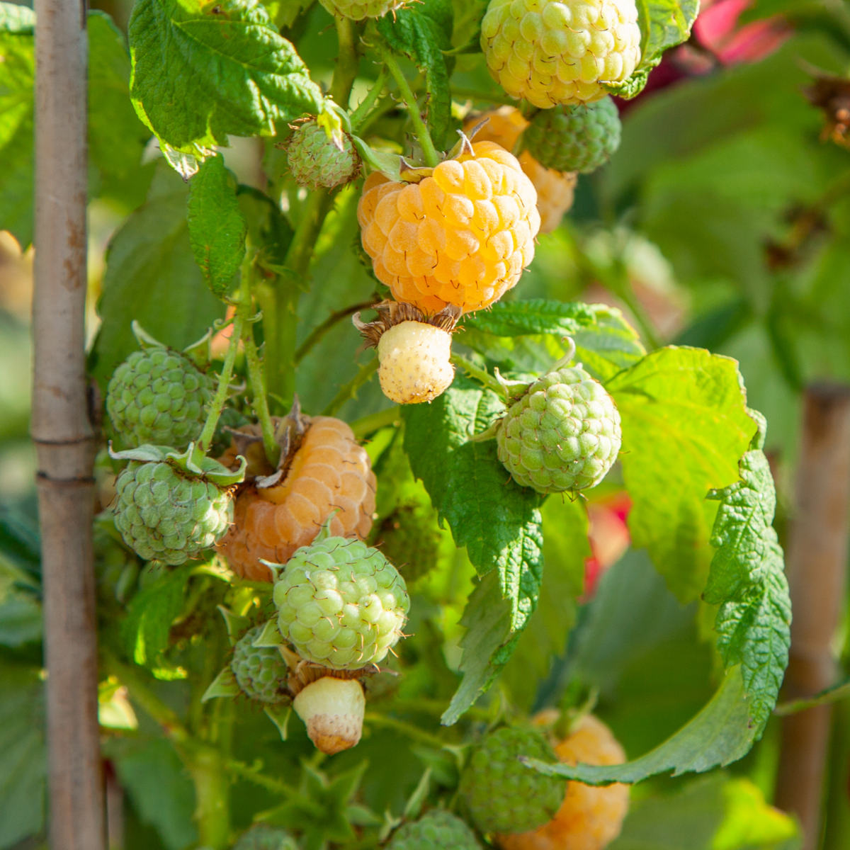 Wild Raspberry - Rubus Idaeus 'Fallgold' - Height 25-40cm - ⌀9cm | Set of 3 | Yellow