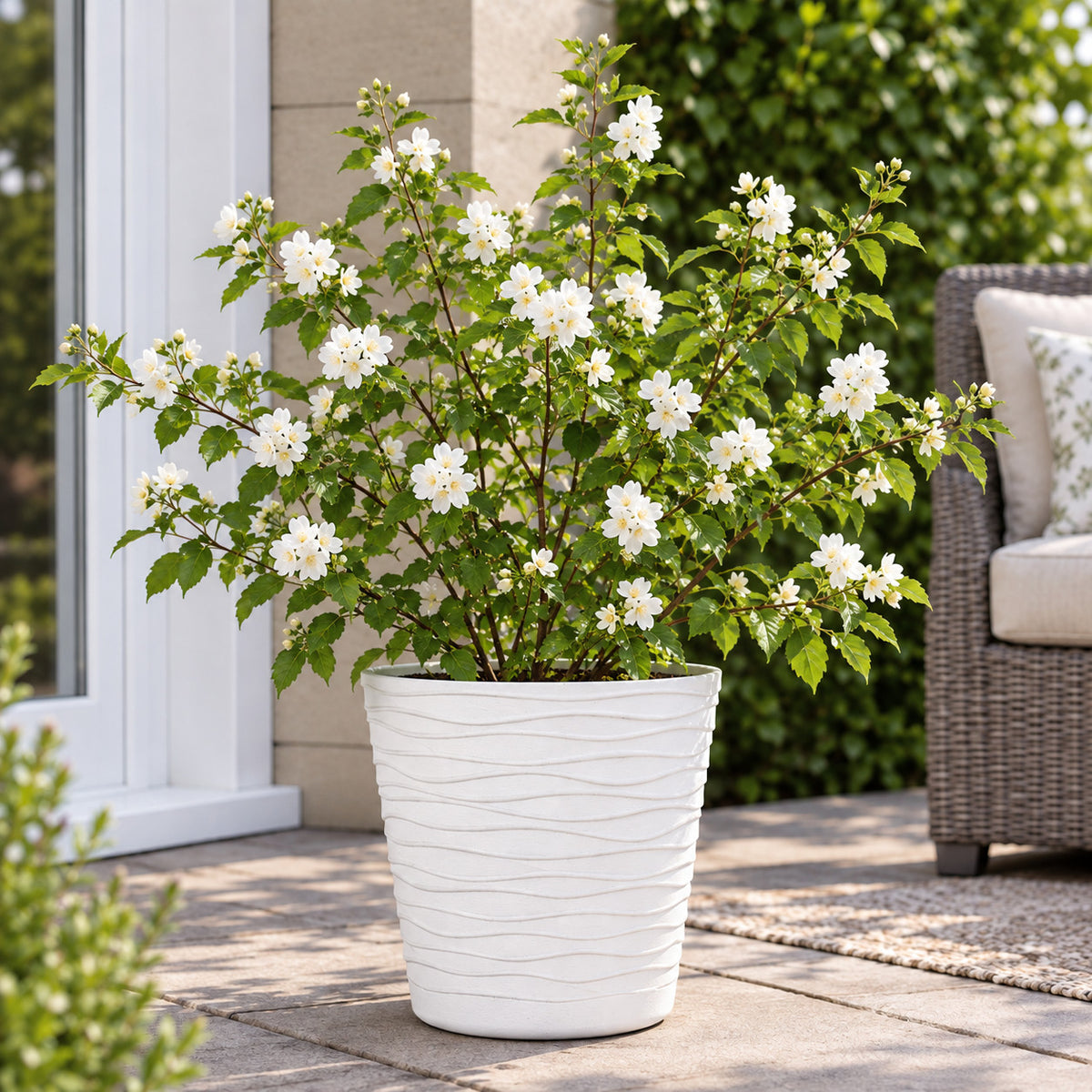 Philadelphus ‘silver Showers’ & Pot | Set of 1 | White