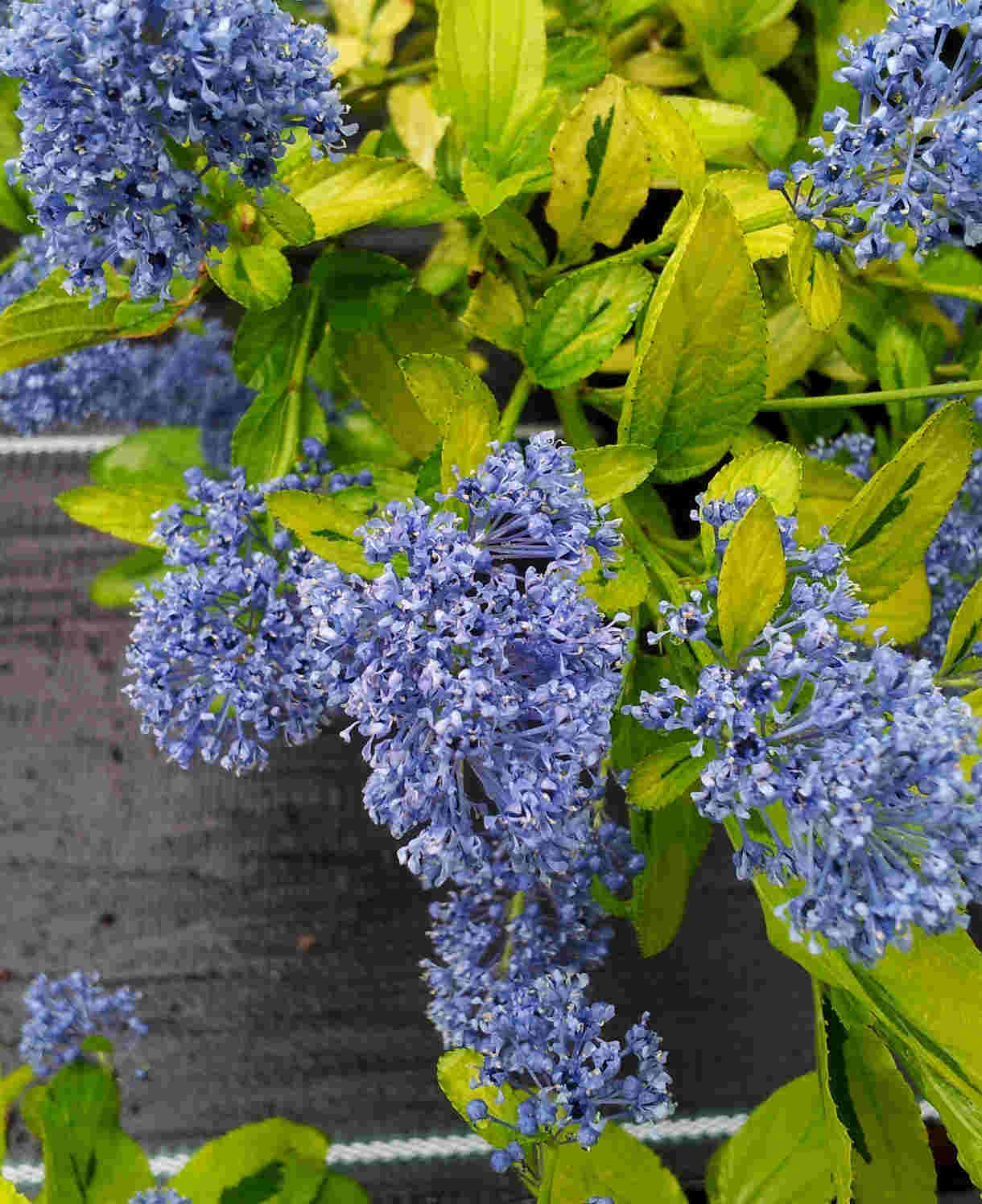 Ceanothus Pershore Zanzibar - 1 X 9cm Pot