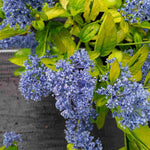 Ceanothus Pershore Zanzibar - 1 X 9cm Pot