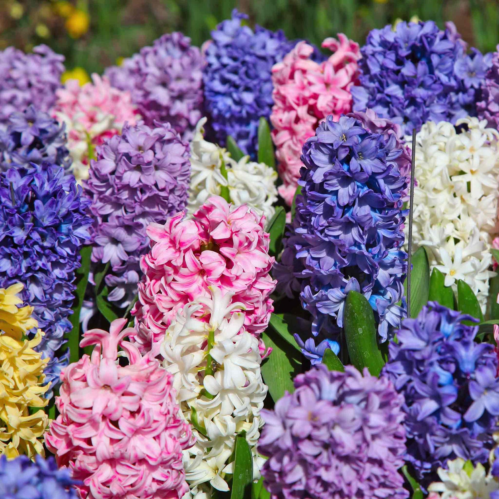 Hyacinths Mixed Collection - 20 Bulbs, Fragrant Spring Display | 20 x Bulbs | Multi
