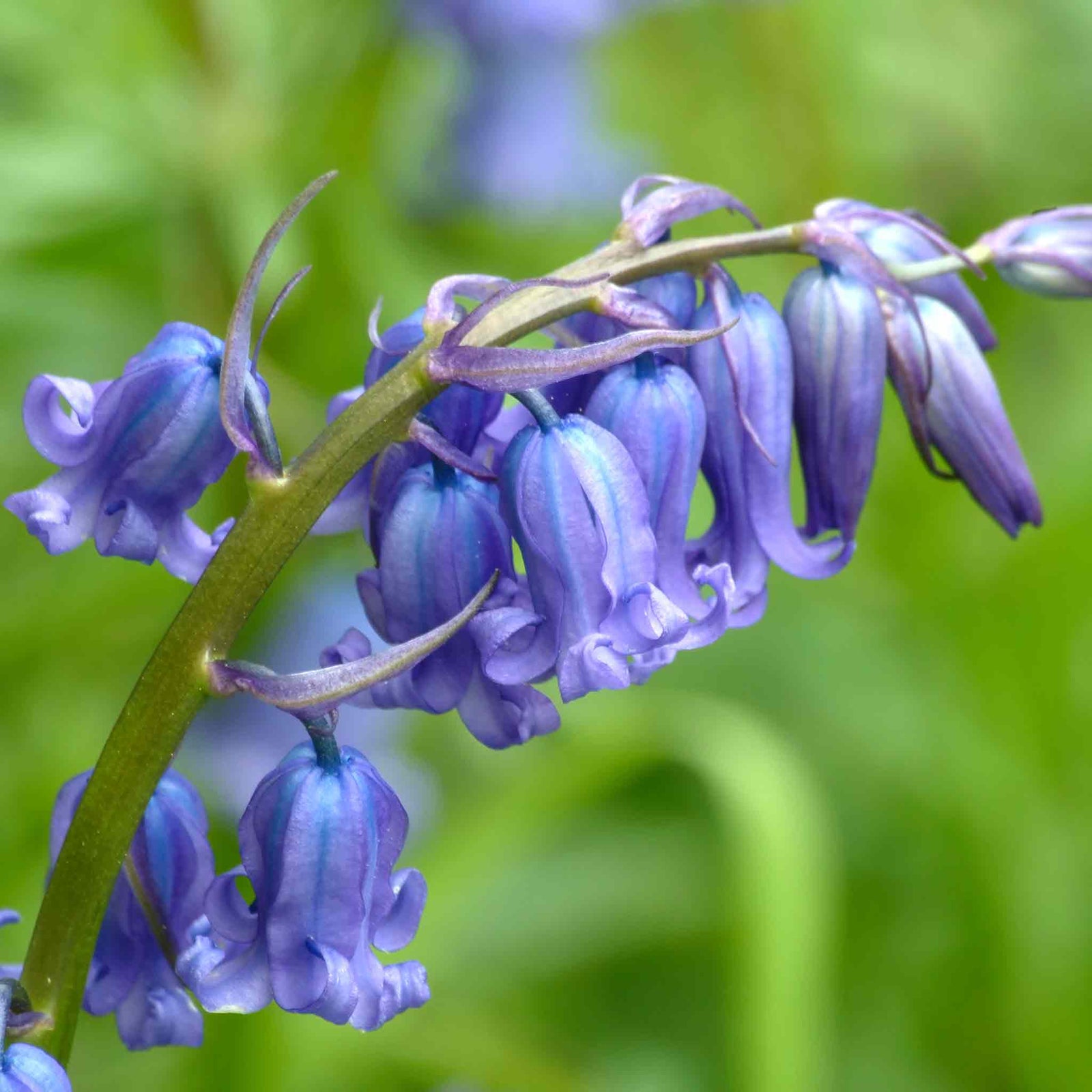 British Native Bluebells In The Green (shade-loving, Hardy) | 50 x Bulbs | Blue