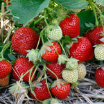 Thompson & Morgan Strawberry Summer Long Collection - 9 Plants + Stacking Planter
