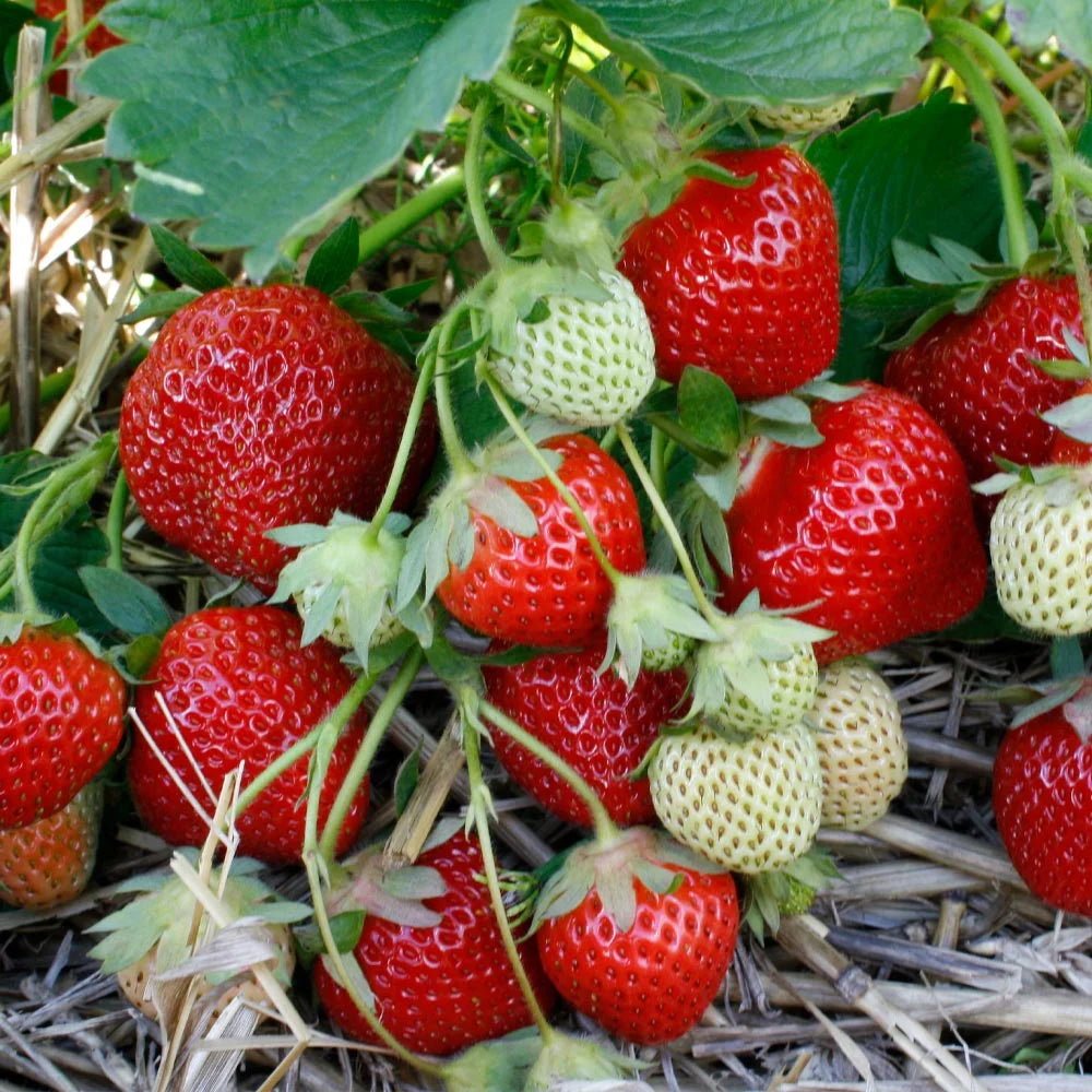 Thompson & Morgan Strawberry Summer Long Collection - 9 Plants + Stacking Planter
