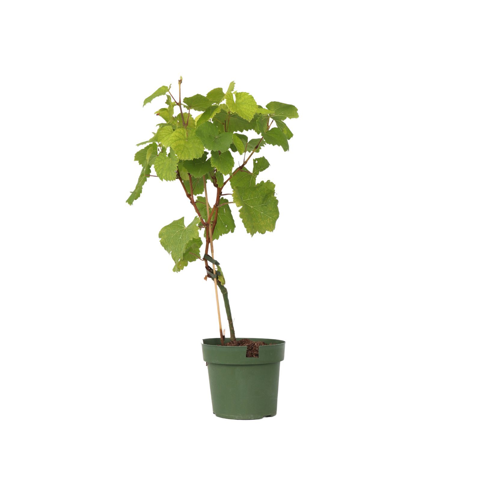 Common Grape Vine - Vitis Vinifera ‘vanessa’ - Height 60-75cm - ⌀21cm