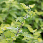 Caryopteris Incana 'sunshine Blue' Shrub | 1 x 3L | Blue & Yellow