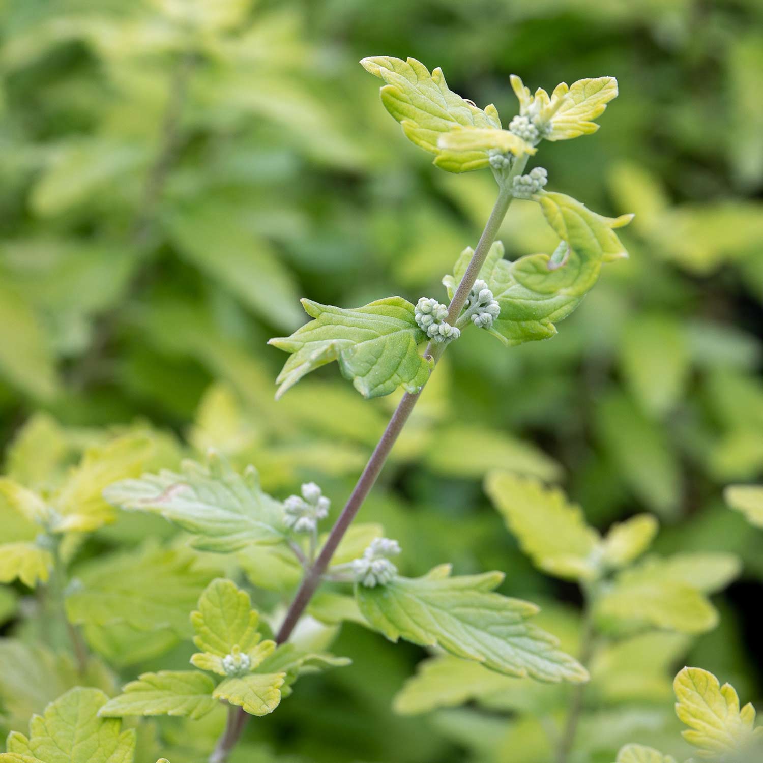 Caryopteris Incana 'sunshine Blue' Shrub | 1 x 3L | Blue & Yellow