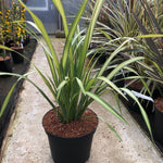 Phormium Yellow Wave Evergreen Shrub Large 80-90cm Plant In A 3 Litre Pot