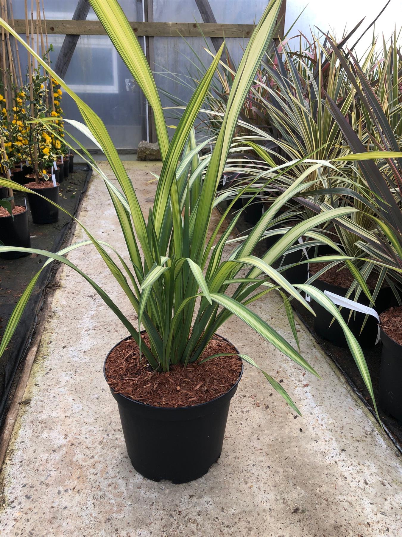 Phormium Yellow Wave Evergreen Shrub Large 80-90cm Plant In A 3 Litre Pot