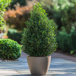Japanese Holly - Ilex Crenata 'Jenny' - Height 55-65cm - ⌀21cm | Set of 1 | Green
