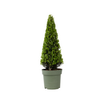 Japanese Holly - Ilex Crenata 'Jenny' - Height 55-65cm - ⌀21cm | Set of 1 | Green