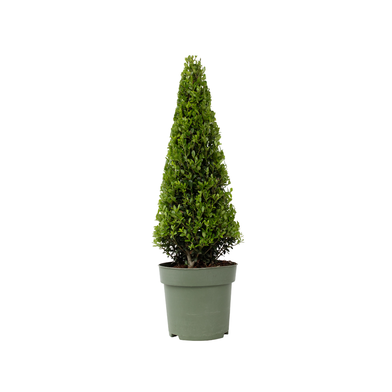 Japanese Holly - Ilex Crenata 'Jenny' - Height 55-65cm - ⌀21cm | Set of 1 | Green