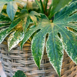 Fatsia Japonica 'spider's Web' Plant | 1 x 9cm | Green & White