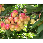 Merton Glory Cherry Fruit Tree 4-5ft Large Cherries With Fabulous Flavour
