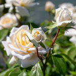 Rose 'champagne Moment' Floribunda – Rhs Agm, Rose Of The Year 2006 | 1 x Bare Root | White