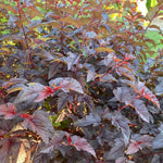 Physocarpus Lady In Red Shrub 5ft Tall Extra Large In A 7.5 Litre Pot