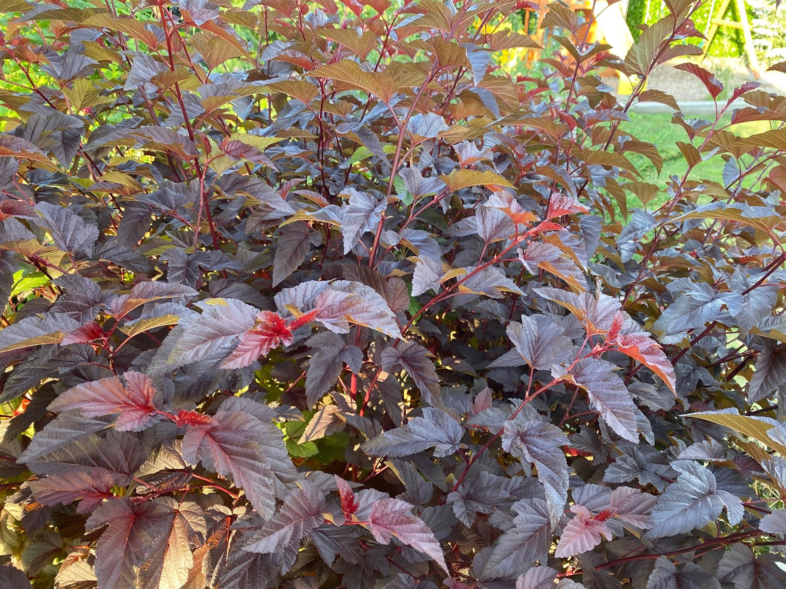 Physocarpus Lady In Red Shrub 5ft Tall Extra Large In A 7.5 Litre Pot