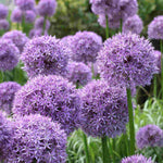 Allium 'globemaster' - Bulb | 3 x Bulbs | Purple