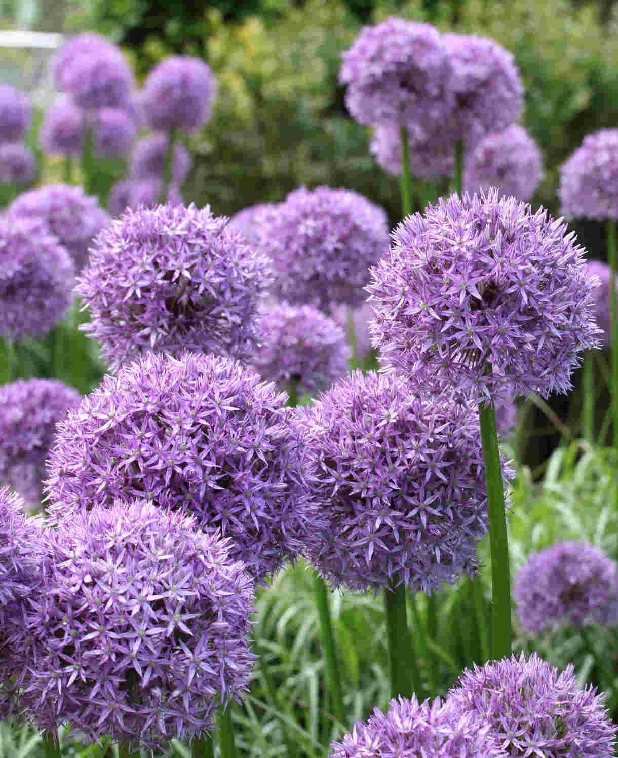 Allium 'globemaster' - Bulb | 3 x Bulbs | Purple