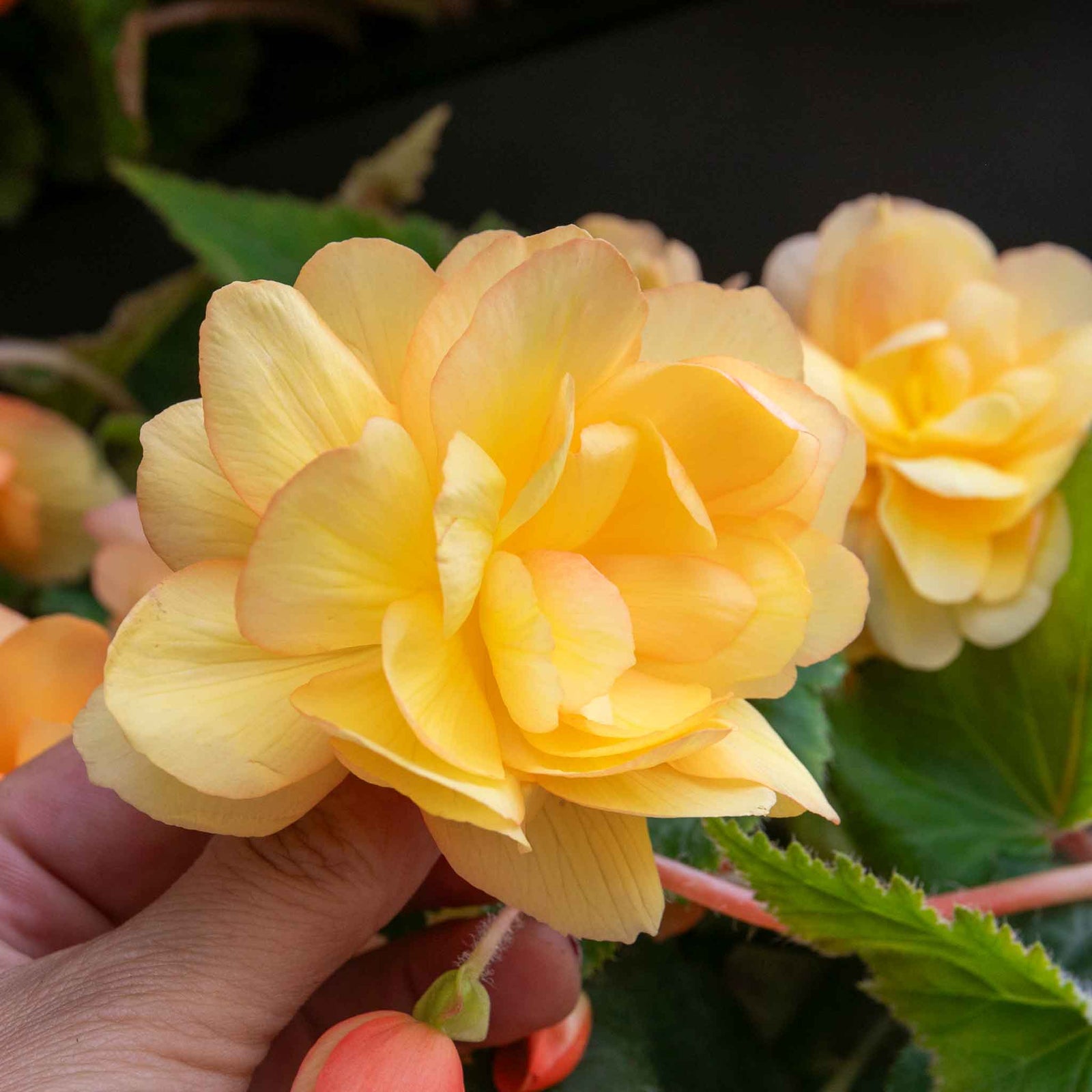 Begonia 'illumination Apricot Mix' - Apricot & Lemon Cascading Blooms 30cm | 20 x Pro Grower Plugs | Yellow