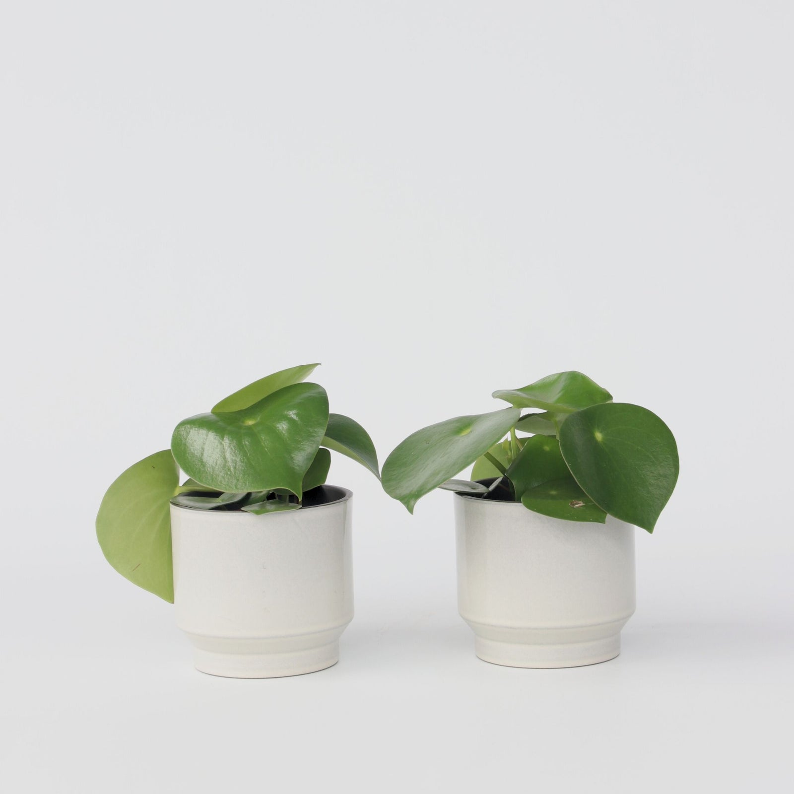 Chinese Money Plant - 2 Pcs. - Peperomia Polybotrya - Height 20-30cm - ⌀12cm | Set of 2 | Green