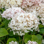 Hydrangea 'candybelle Marshmallow' Shrub | 1 x 3L | Pink
