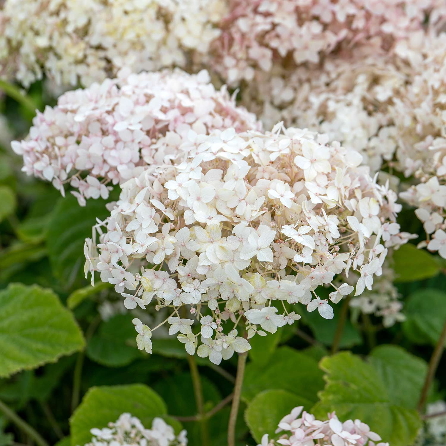 Hydrangea 'candybelle Marshmallow' Shrub | 1 x 3L | Pink