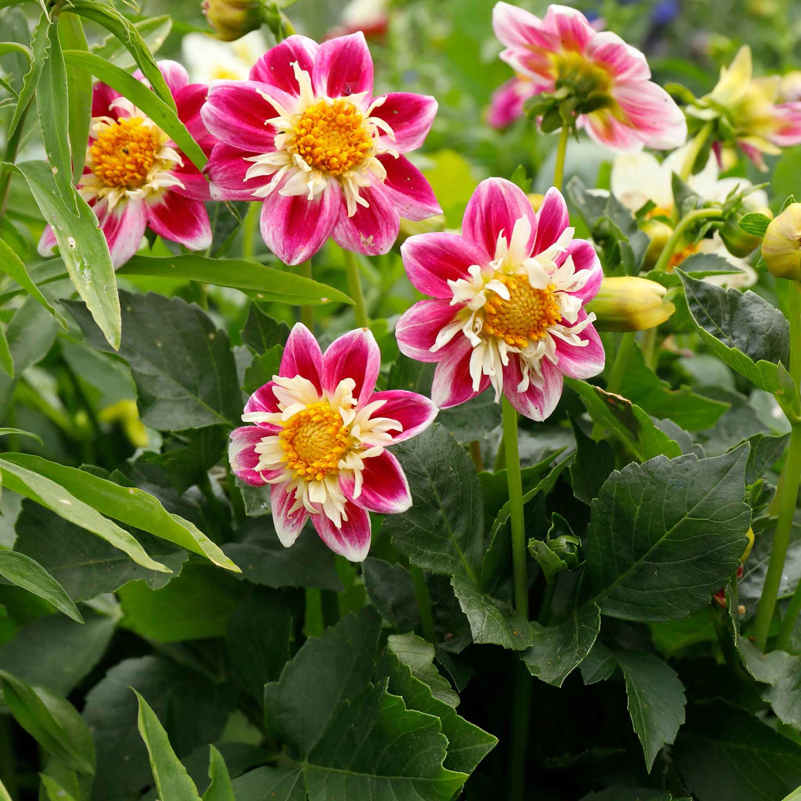 Dahlia Fashion Monger Tuber | 1 x Bulb | Pink & White