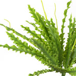 Artificial Fern Plant 40cm Artificial Crocodile Fern Plant