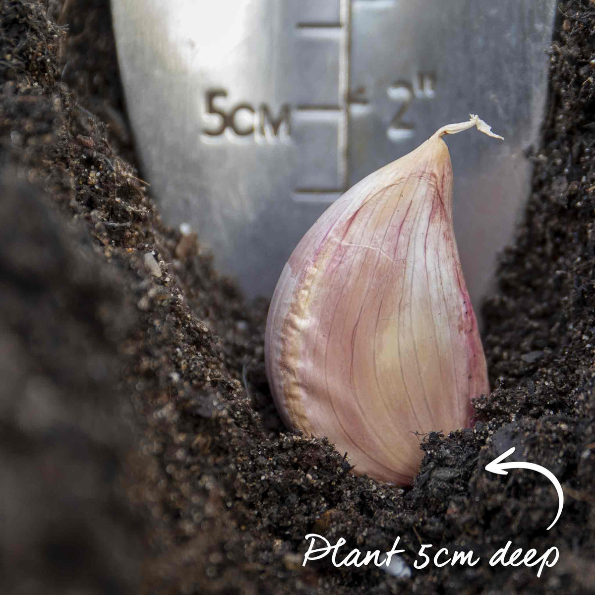 Garlic Duo 'carcassonne Wight' And 'provence Wight' - Autumn Planting