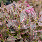 Weigela 'all Summer Monet' Variegated Dwarf Shrub | 1 x 3L | Pink