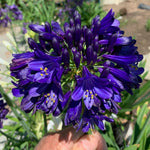 Agapanthus 'midnight Sky' 2l Plant | Set of 1