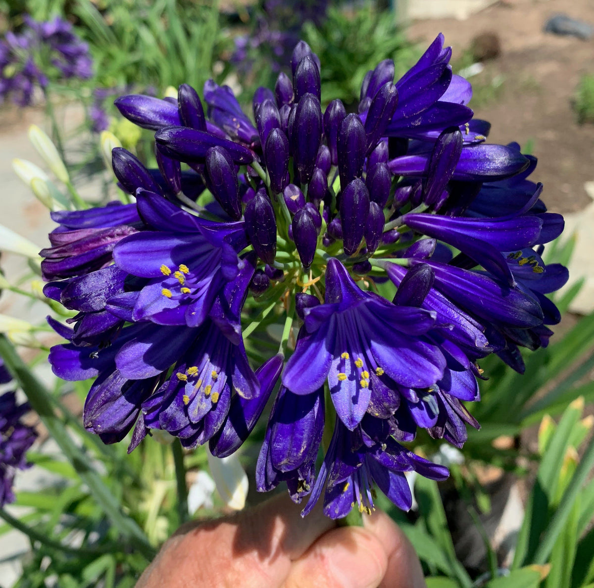 Agapanthus 'midnight Sky' 2l Plant | Set of 1