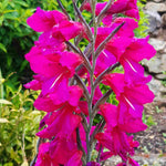 Hayloft Gladiolus Byantinus - An Eye-catching, Graceful Flower - 15 x Corms