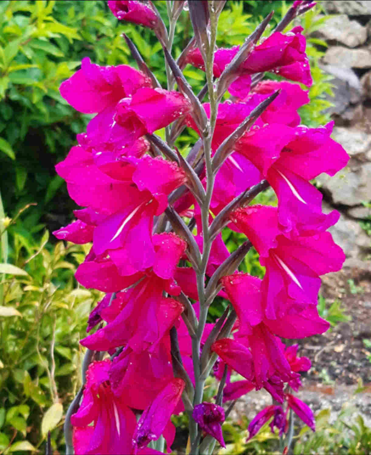 Hayloft Gladiolus Byantinus - An Eye-catching, Graceful Flower - 15 x Corms