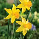 Daffodil 'february Gold' | 10 x Bulbs | Yellow