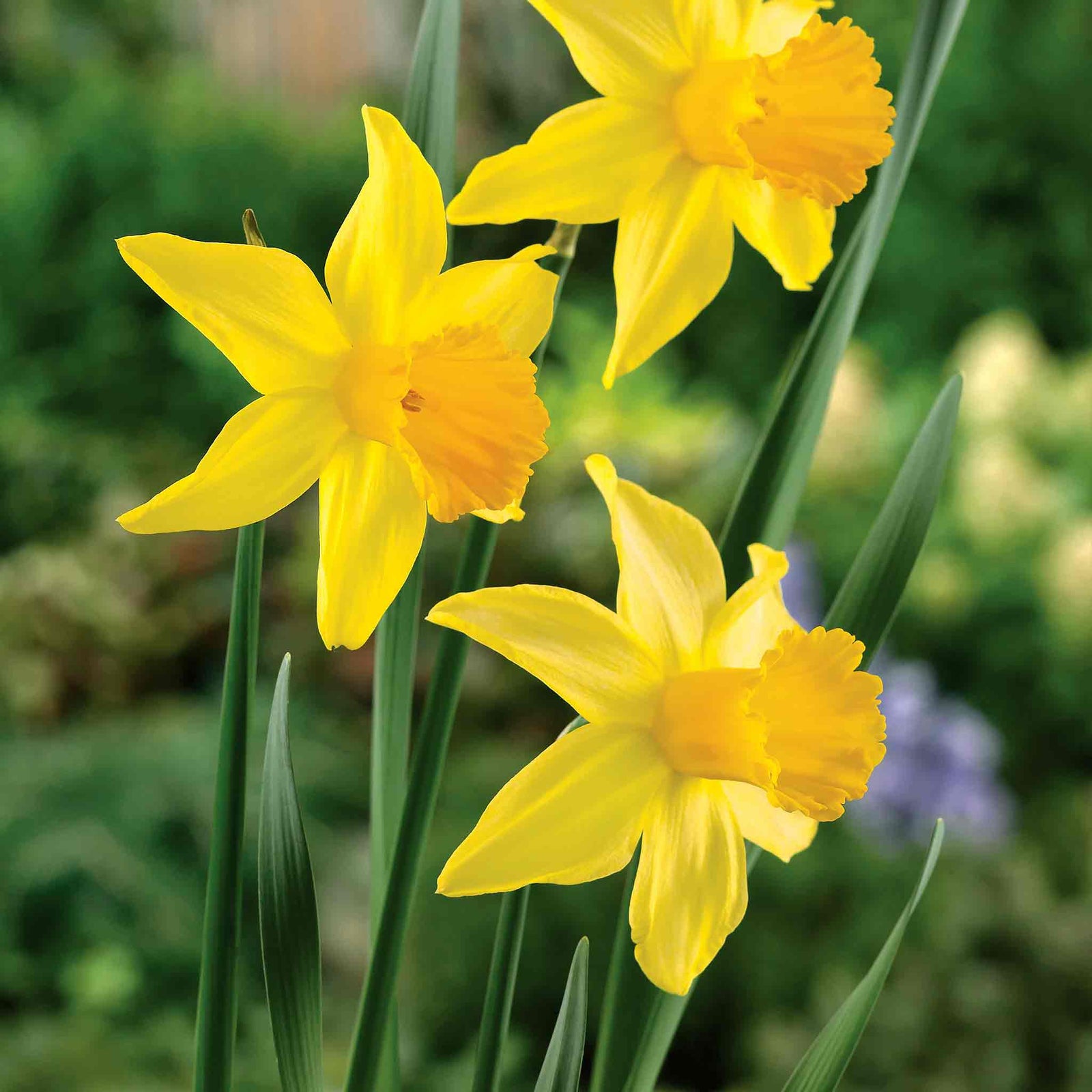 Daffodil 'february Gold' | 10 x Bulbs | Yellow