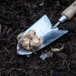 Grape Hyacinth Muscari Armeniacum | 50 x Bulbs | Multi