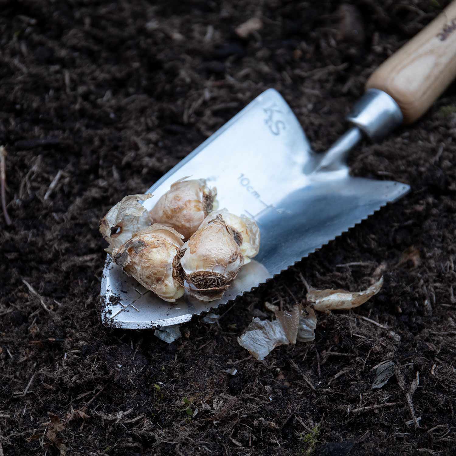 Grape Hyacinth Muscari Armeniacum | 50 x Bulbs | Multi