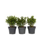 Evergreen Shrub - 3 Pcs. - Hebe All Blooms 'ranaia' - Height 30-35cm - ⌀13cm | Set of 3 | Red